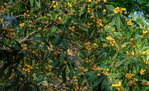 Pipa Garden (Loquat Garden)-suzhou